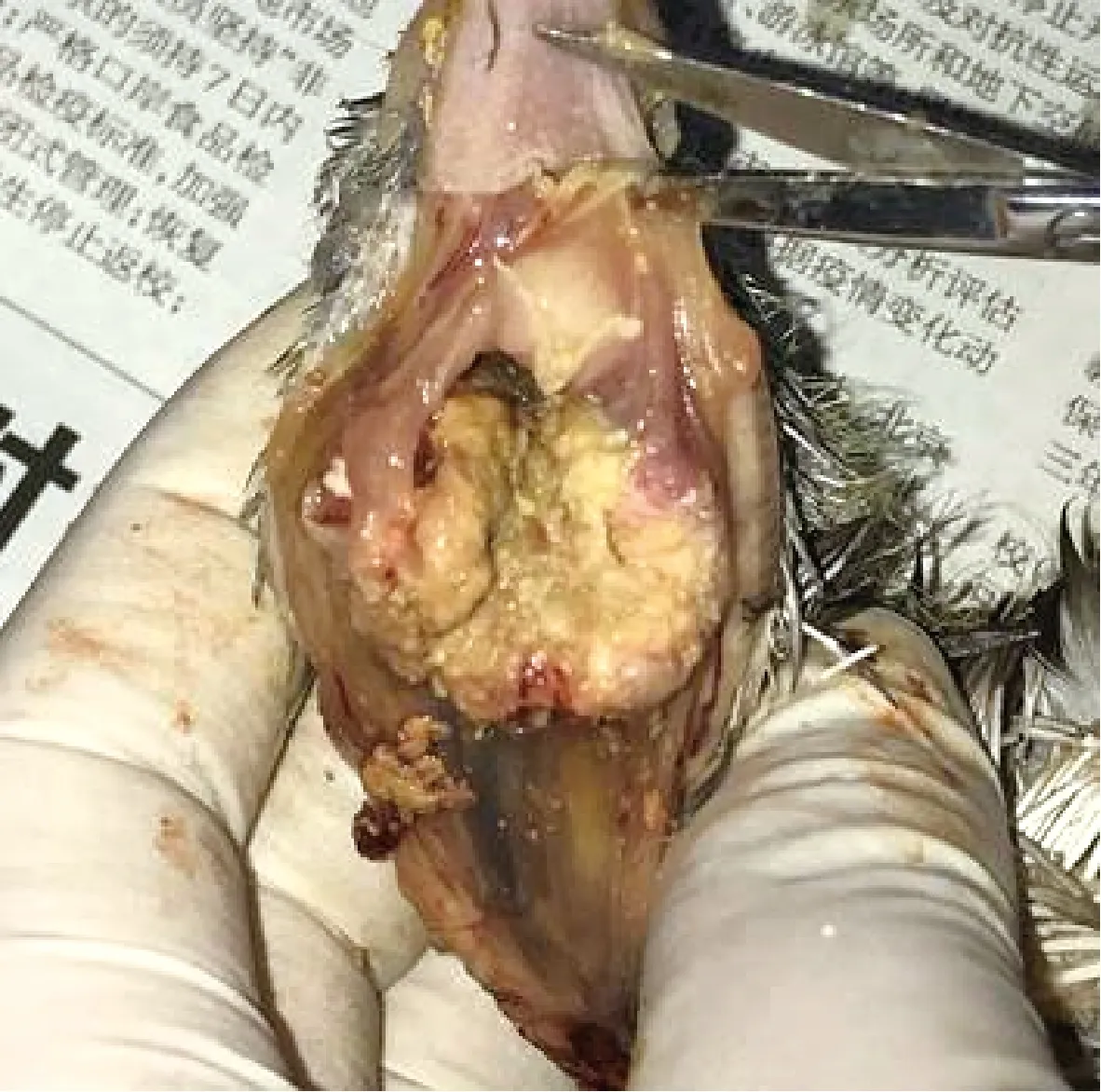 鸽源白色念珠菌的分离鉴定及药物敏感性分析