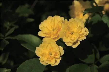 木香如水