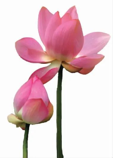 《花卉》杂志征稿启事