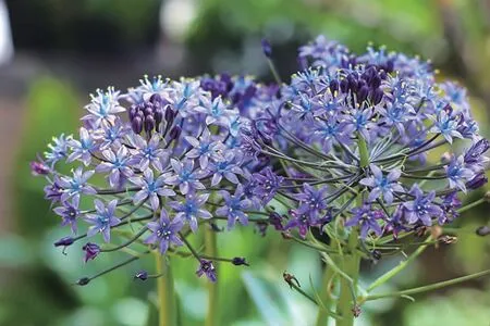 地中海蓝钟花
