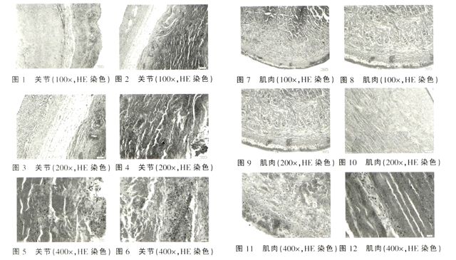 禽关节炎及肌肉炎组织病理学观察