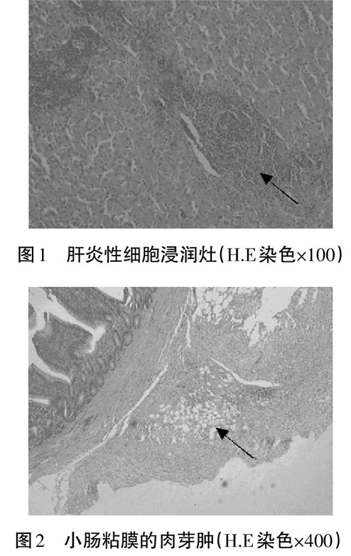 雏鸡沙门氏菌病的生化鉴定与综合防治