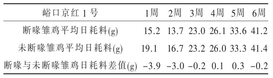 如何降低1日龄断喙蛋雏鸡的饲养管理应激