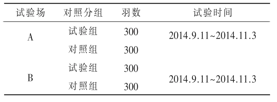 肉鸡网上饲养与地面平养对比研究