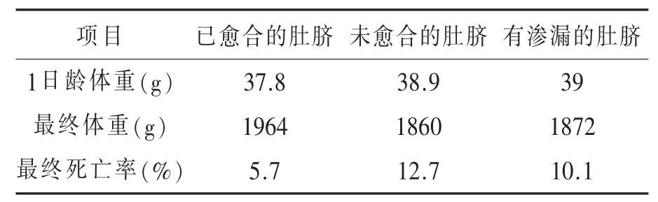 现代肉种鸡育雏的5项基本原则