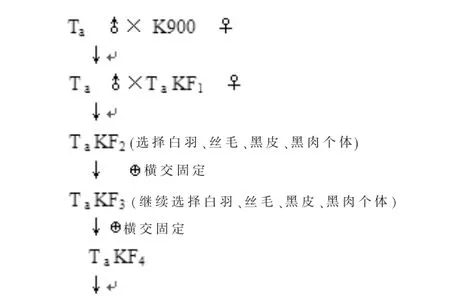 江西白凤鸡与黑凤鸡的培育及其饲养试验