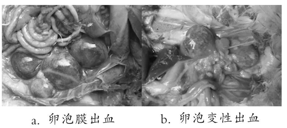 鸭坦布苏病毒病的流行特点及防控措施探讨