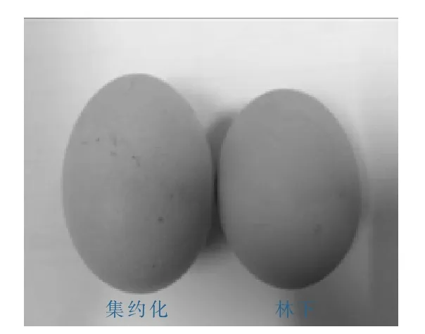 不同养殖模式下鸡蛋品质的比较和分析*