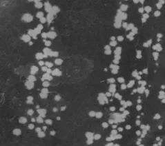 一株鸡源芽孢杆菌的分离鉴定和益生性研究*