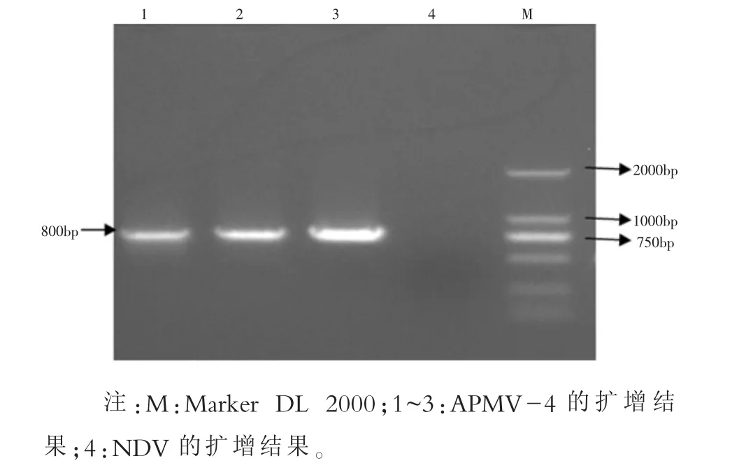 一株APMV-4毒株的分离鉴定及其PCR检测方法的建立*