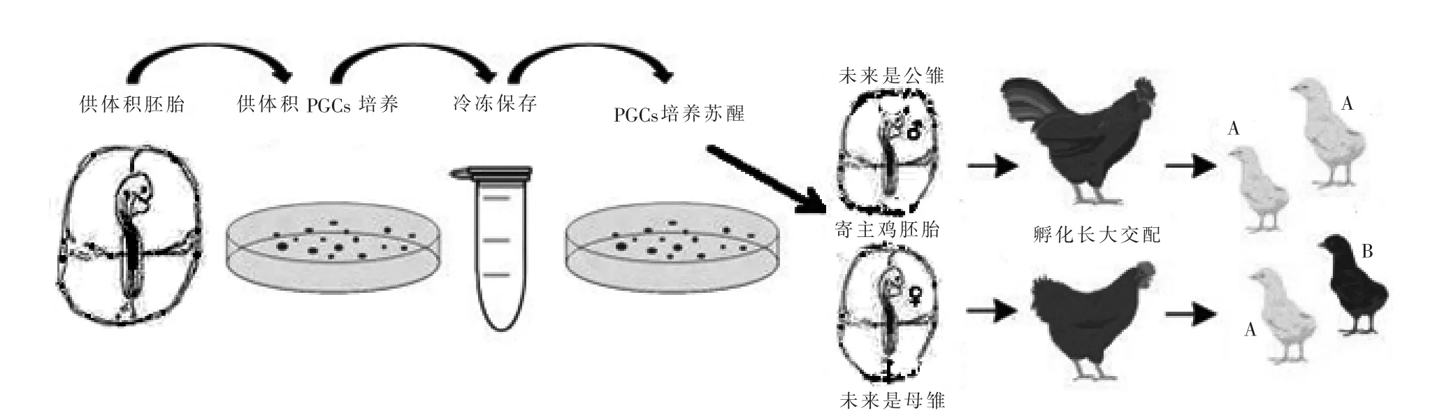 对鸡的原生殖细胞冻存后重建种群的研究*