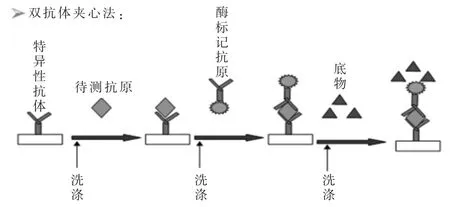 酶联免疫吸附试验简析