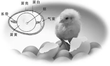 小鸡仔的孵化秘密