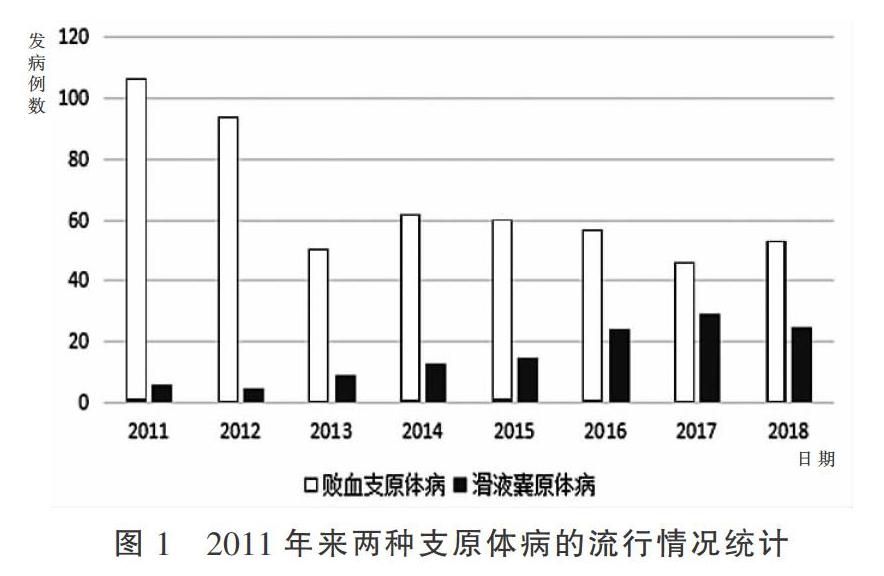 2011年以来山东省鸡群滑液囊支原体病的流行情况及防控建议