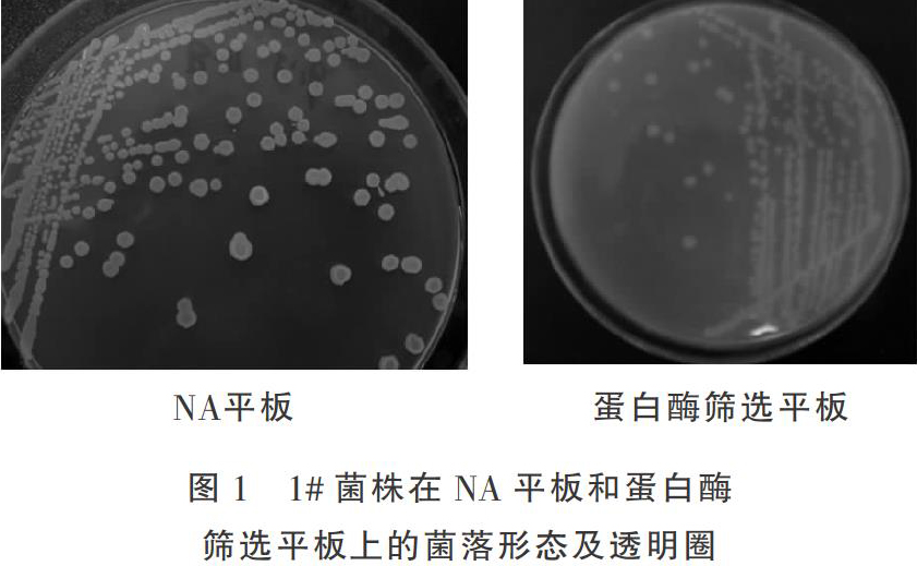 病死鸡尸体发酵堆肥中蛋白酶分解菌的分离鉴定及发酵工艺的研究