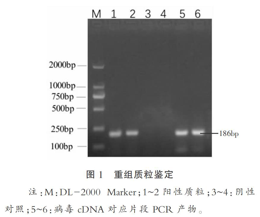 鸡传染性支气管炎病毒Real-TimePCR检测方法的建立