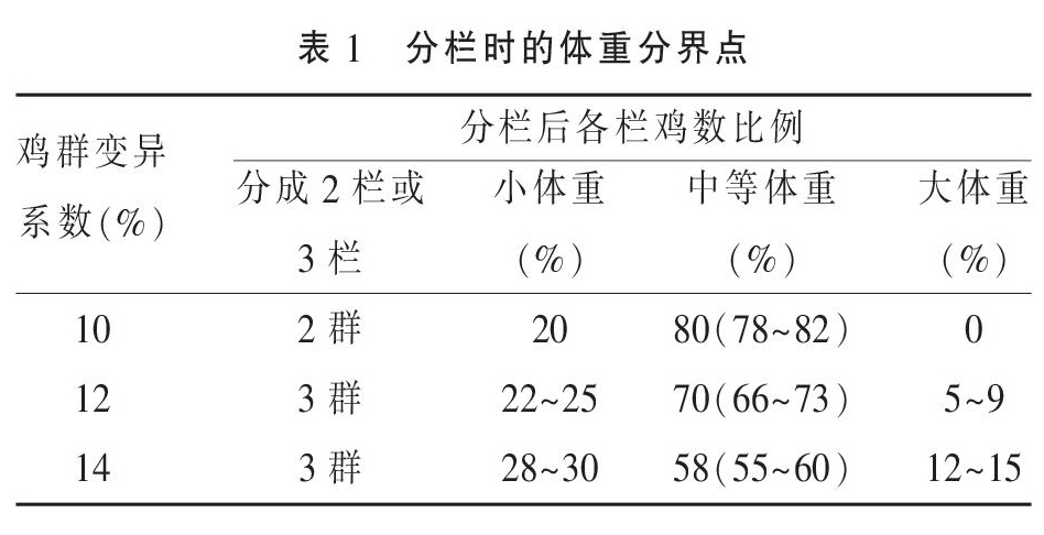 现代肉种鸡分群后的管理重点（上）