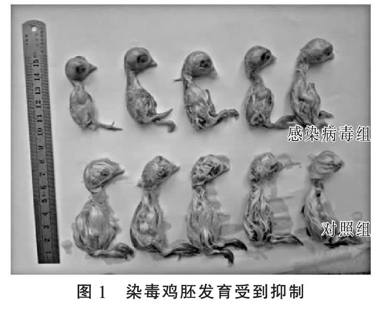 鸡传染性支气管炎病毒QX株感染鸡的组织病理学研究
