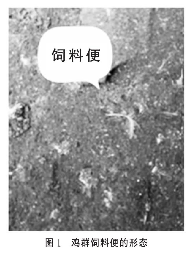 养殖户如何改善平养肉鸡群肠道健康