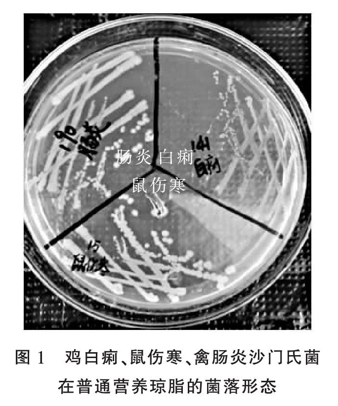 鸡白痢、鼠伤寒和肠炎沙门氏菌不同鉴别培养基上的形态