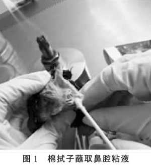 一例鸡传染性鼻炎的诊断