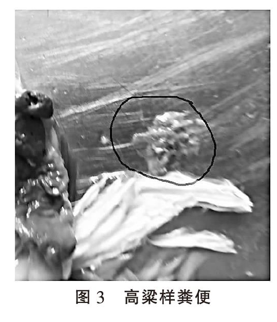 浅谈蛋鸡绦虫病的诊疗措施
