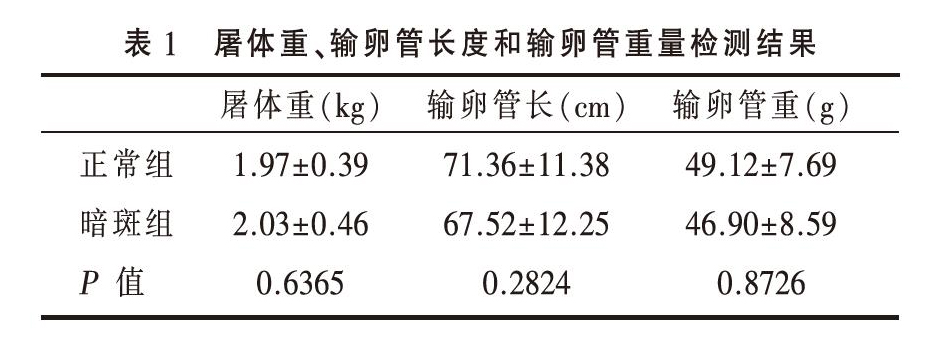 暗斑蛋和正常蛋个体间屠体性状差异分析