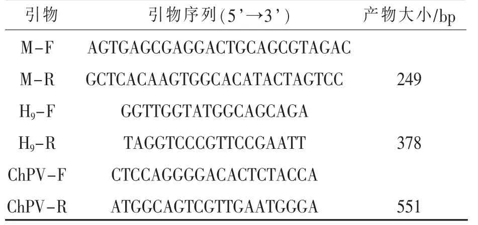 鸡细小病毒与H9亚型禽流感病毒三重PCR检测方法的建立*