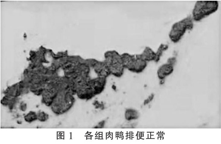 后喷涂微生态制剂对肉鸭生长性能的影响