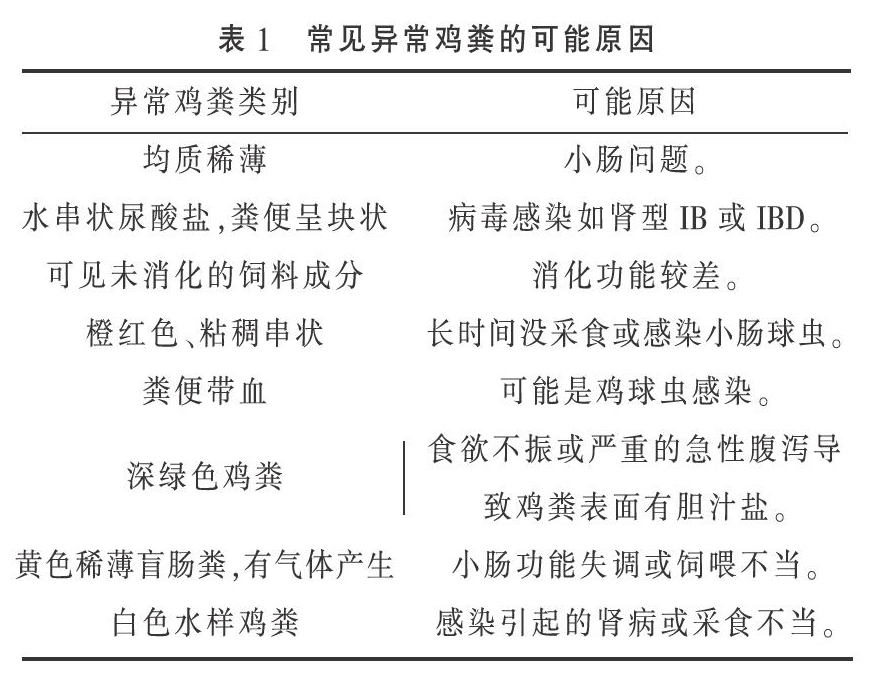 鸡群肠道健康的观察与应对