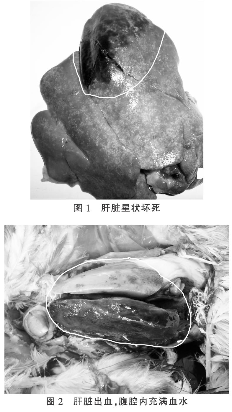 近年鸡弧菌性肝炎的流行与诊治