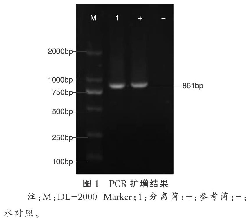 樱桃谷肉鸭传染性浆膜炎的诊治