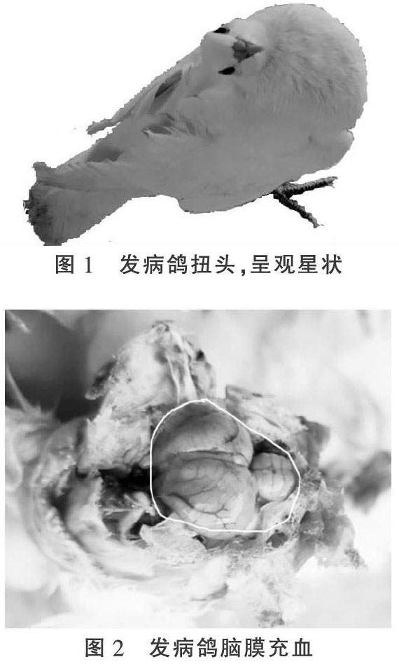 一起种鸽新城疫病因分析与防治
