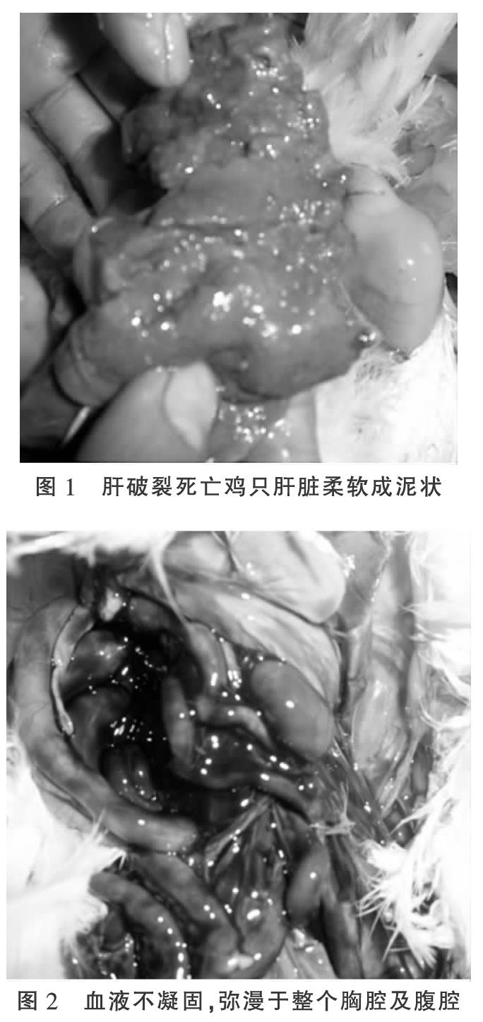 蛋鸡弧菌性肝炎发病原因及应对措施