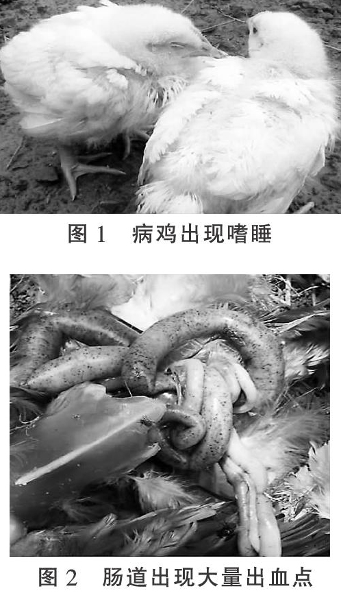 规模化鸡场球虫病的防治措施分析