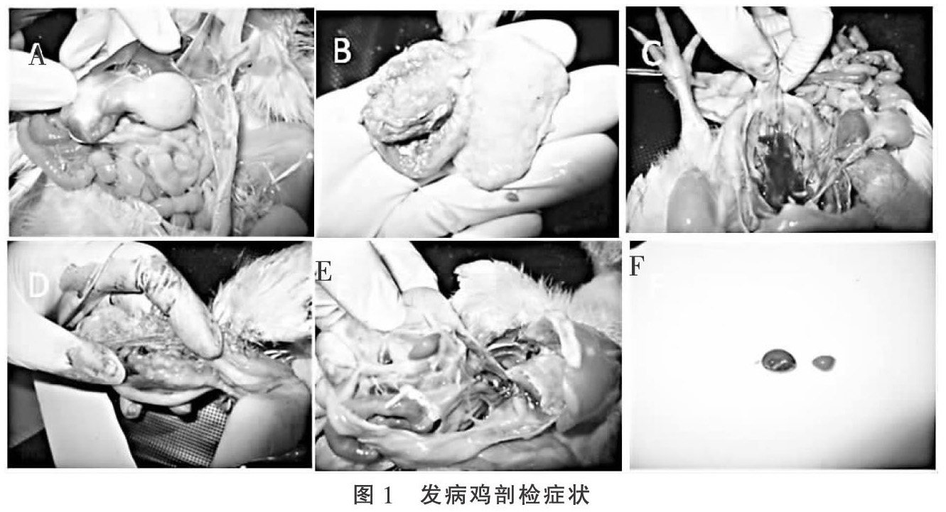 一例小型肉鸡传染性腺胃炎的实验室诊断