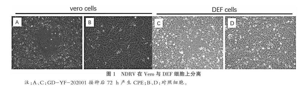新型鸭呼肠孤病毒分离鉴定及σC基因进化分析