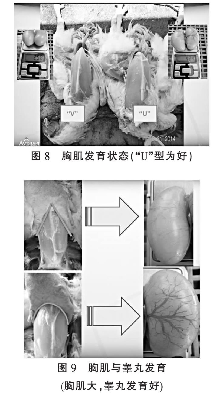 现代肉种鸡产蛋高峰后饲养管理关键控制点下