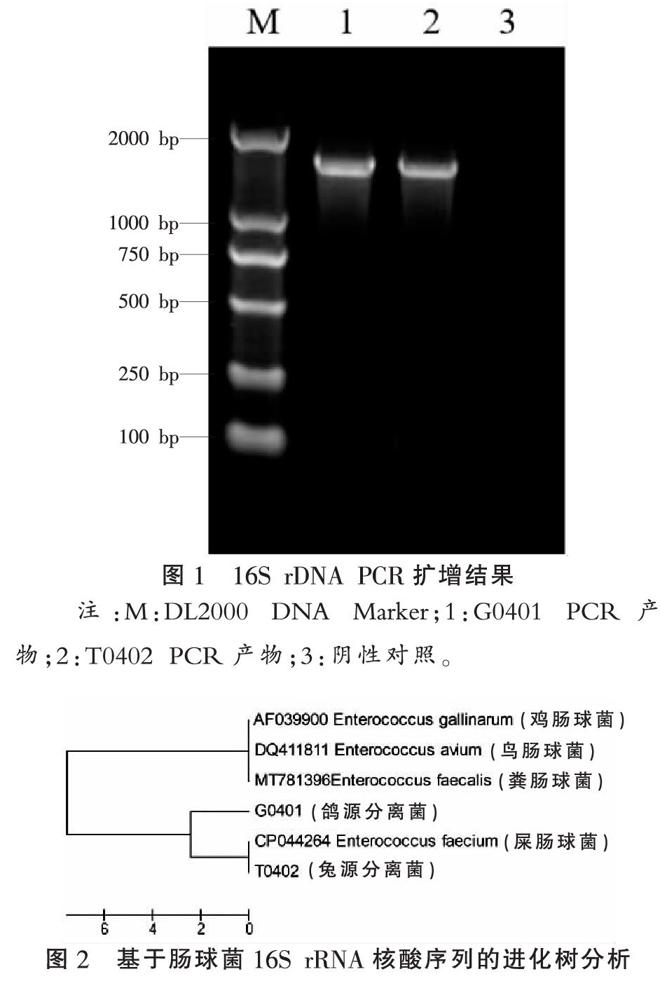 鸡源和兔源屎肠球菌的耐药性及相关基因分析