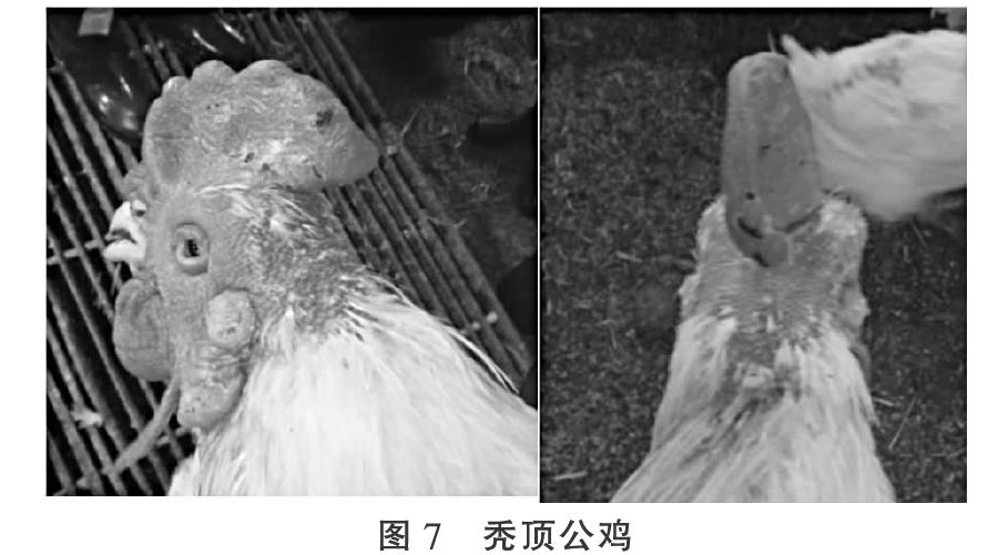 现代肉种鸡产蛋高峰后饲养管理关键控制点（上）