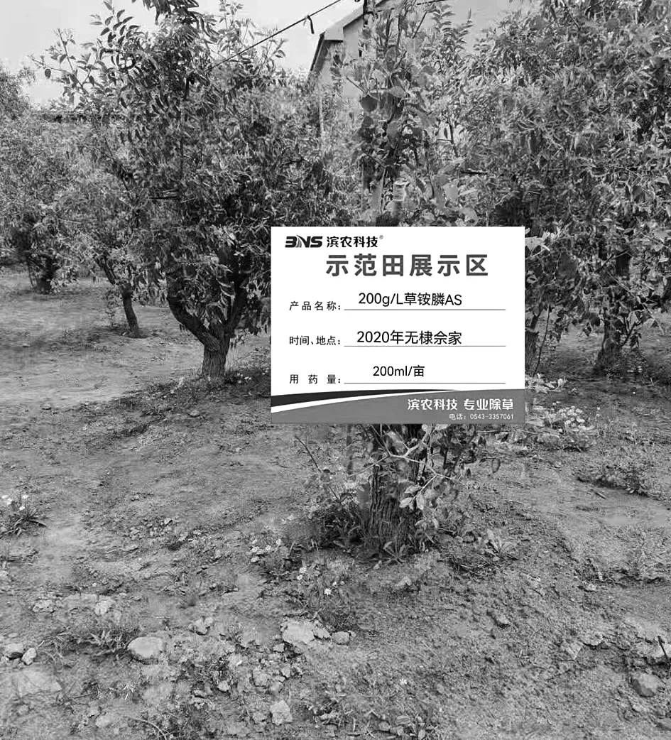 200g/L草铵膦水剂对冬枣园杂草的防除效果