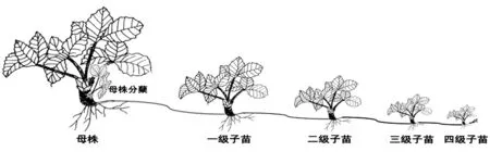 脱毒草莓温室快速育苗技术