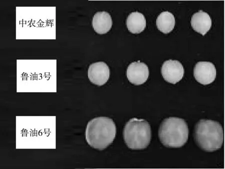 设施桃新品种选育及其高效配套栽培技术