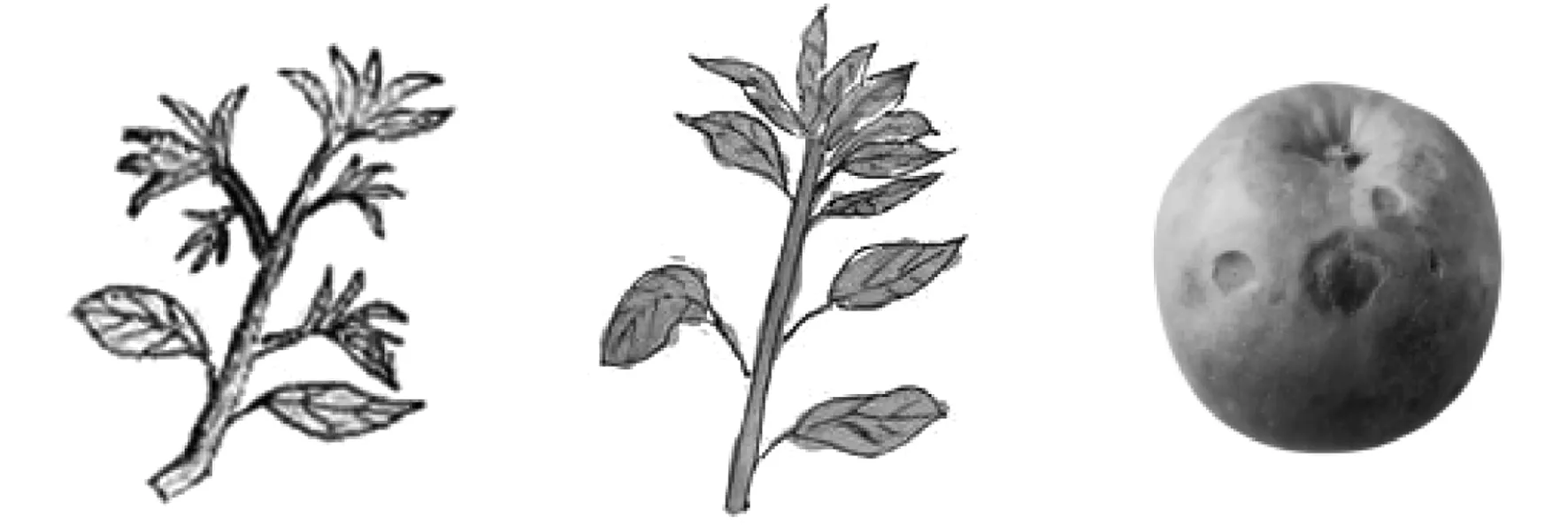 苹果树营养失调病的症状表现与防治