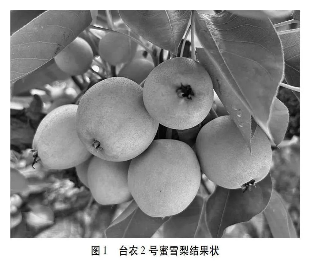 台农2号蜜雪梨优质丰产栽培关键技术