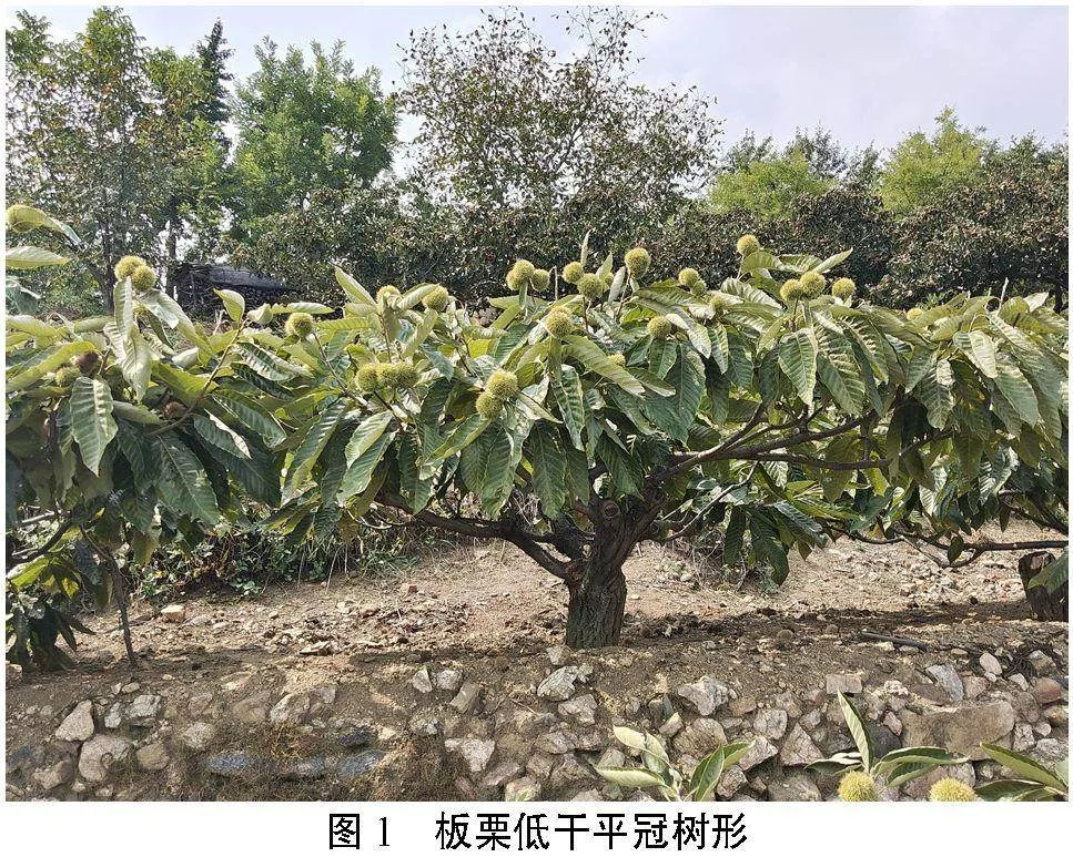 泰沂山区板栗高效管理关键技术的应用效果