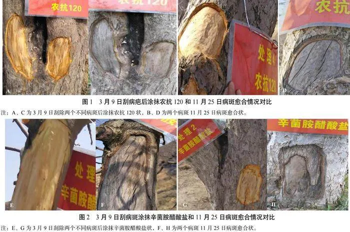 6%农抗120防治苹果病害和提高果实品质的效果试验