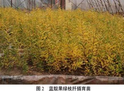 蓝靛果产业现状及研究进展