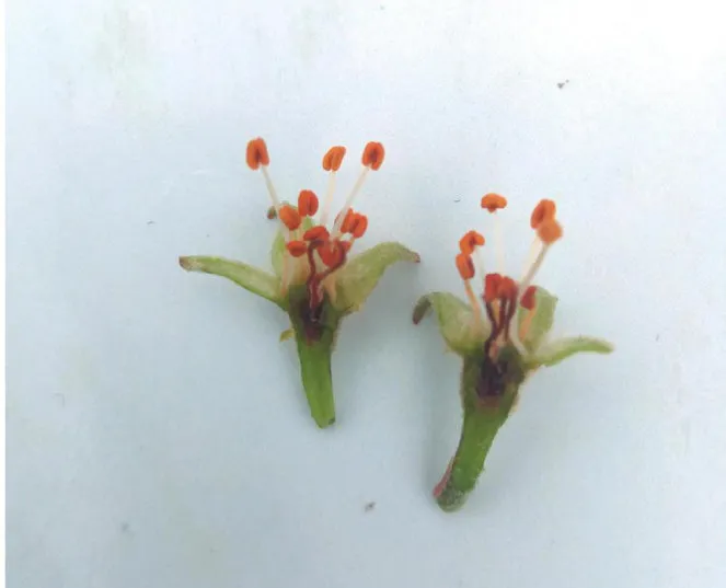 喷施不同药剂对苹果花抗霜冻能力的影响