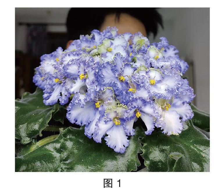 室内花后——非洲堇